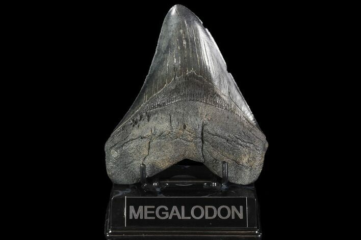 Fossil Megalodon Tooth - Georgia #95316